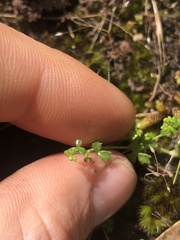Hydrocotyle foveolata