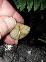 Pluteus readiarum