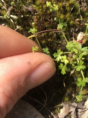 Hydrocotyle foveolata