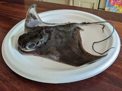 Myliobatis tenuicaudatus