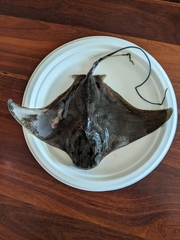 Myliobatis tenuicaudatus