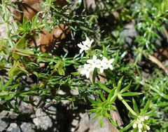 Asperula scoparia
