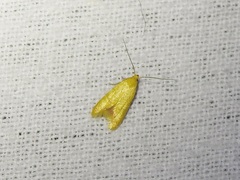 Aeolothapsa