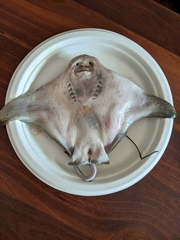 Myliobatis tenuicaudatus