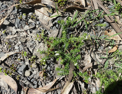 Asperula scoparia