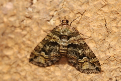 Crasilogia gressitti