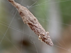 Eriostethus perkinsi