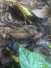 Sphenomorphus maculatus