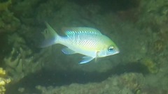 Scolopsis margaritifera