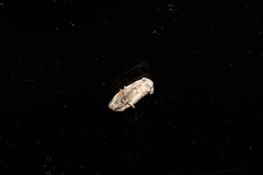 Niphopyralis