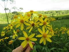 Senecio sarracenicus