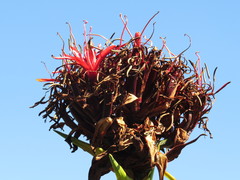 Doryanthes excelsa