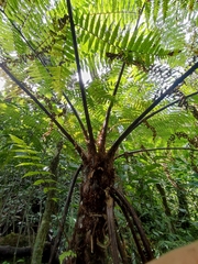 Cyathea cunninghamii