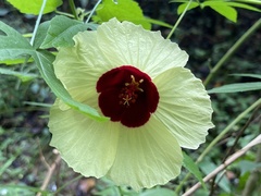 Hibiscus surattensis