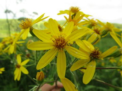 Senecio sarracenicus