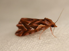 Clytoscopa iorrhoda