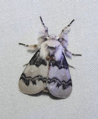 Iropoca rotundata