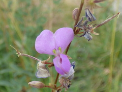Desmodium cinerascens