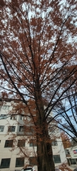 Metasequoia glyptostroboides