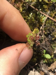 Hydrocotyle callicarpa