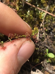 Hydrocotyle callicarpa