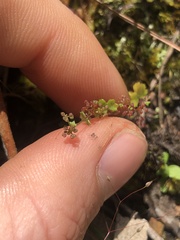Hydrocotyle callicarpa