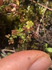 Hydrocotyle callicarpa