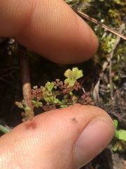 Hydrocotyle callicarpa