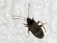 Neolethaeus tenebrosus