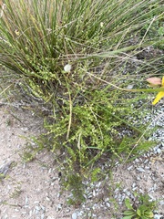 Galium gaudichaudii gaudichaudii