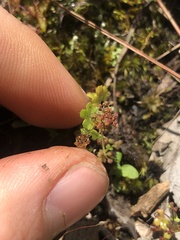 Hydrocotyle callicarpa