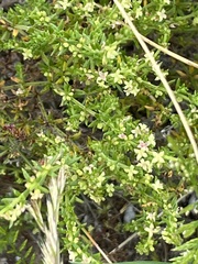 Galium gaudichaudii gaudichaudii