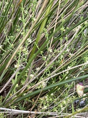 Galium gaudichaudii gaudichaudii