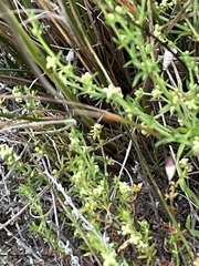 Galium gaudichaudii gaudichaudii