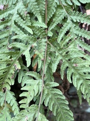 Tectaria devexa