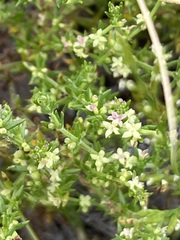 Galium gaudichaudii gaudichaudii