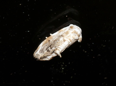 Niphopyralis chionesis