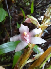 Maxillaria