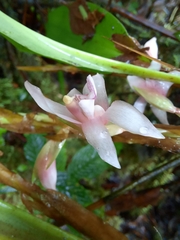 Maxillaria