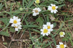 Melampodium cinereum