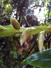 Maxillaria