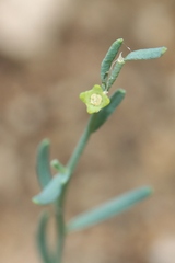 Thamnosma texana