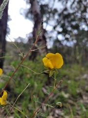 Gompholobium grandiflorum