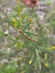 Gompholobium grandiflorum