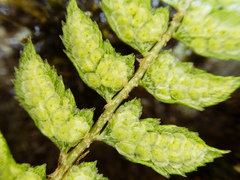 Polystichum nepalense