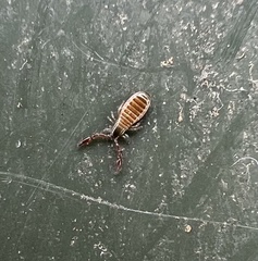 Pseudoscorpiones