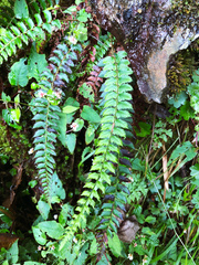 Polystichum nepalense