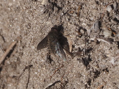 Conophorus