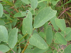 Desmodium cinerascens