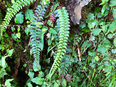Polystichum nepalense